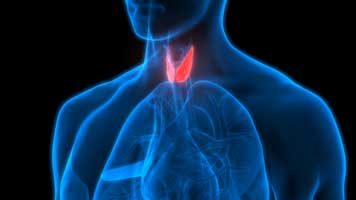 Thyroid gland seen on neck scan